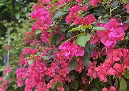 花样校园